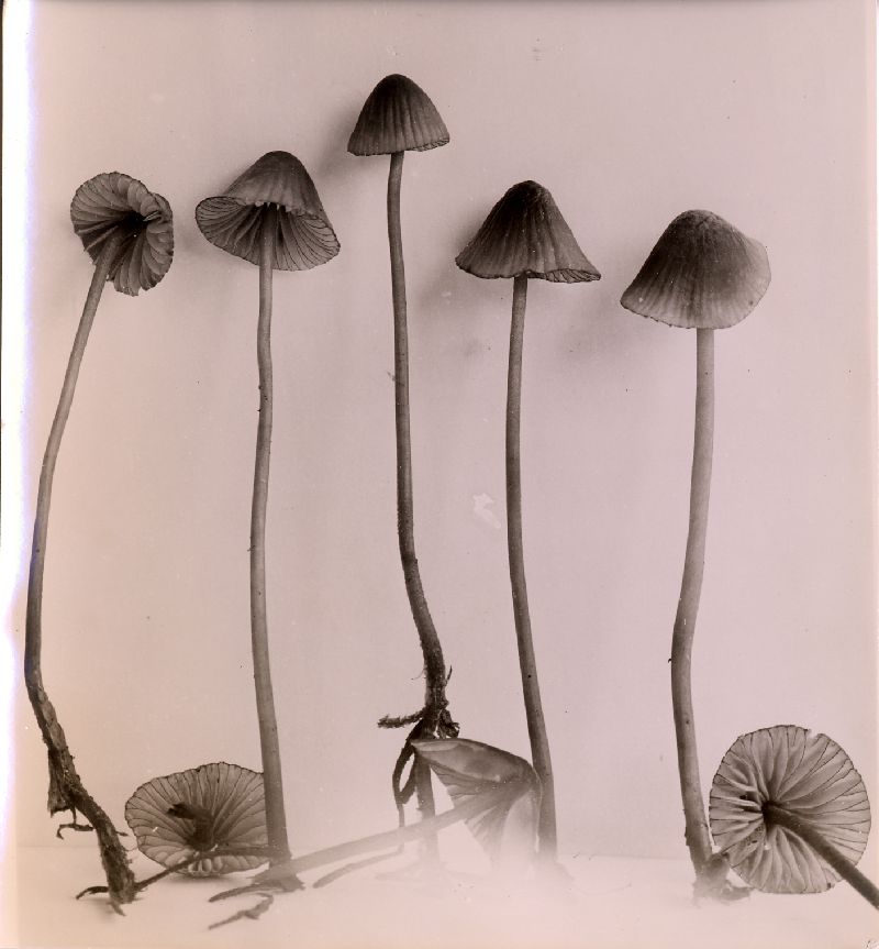 Mycena subsanguinolenta image