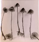 Mycena subsanguinolenta image