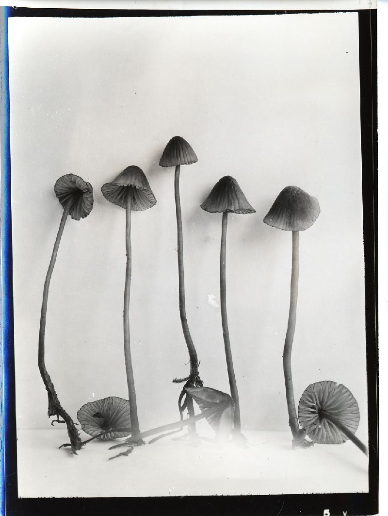 Mycena subsanguinolenta image