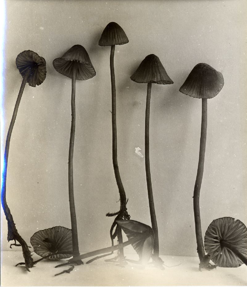 Mycena subsanguinolenta image