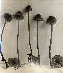 Mycena subsanguinolenta image