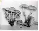 Mycena adscendens image