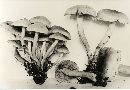 Mycena adscendens image