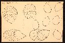 Mycena adscendens image