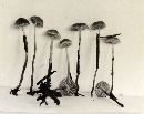 Mycena vulgaris image