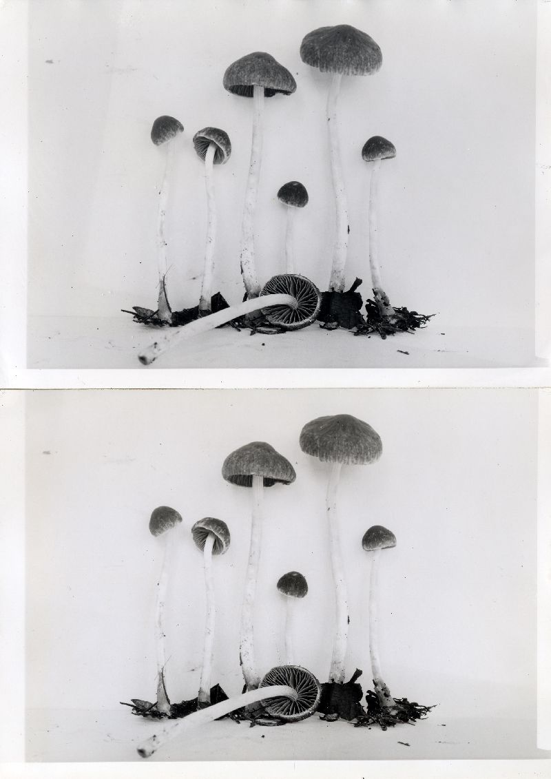 Psathyrella alluviana image