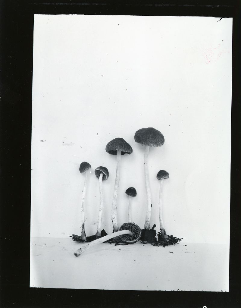 Psathyrella alluviana image