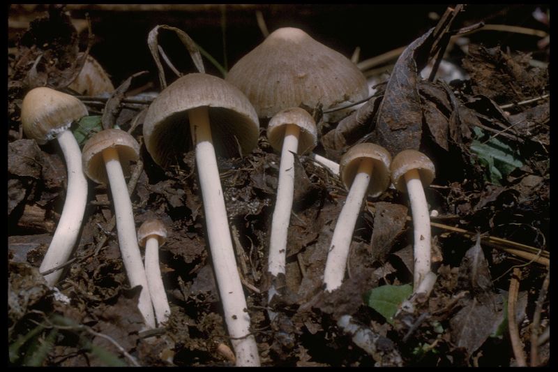 Psathyrella alnicola image