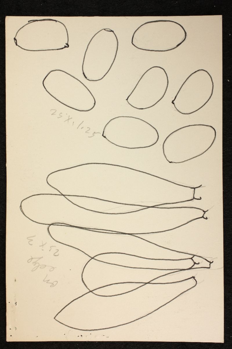 Psathyrella alboalutacea image