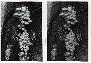 Psathyrella alboalutacea image