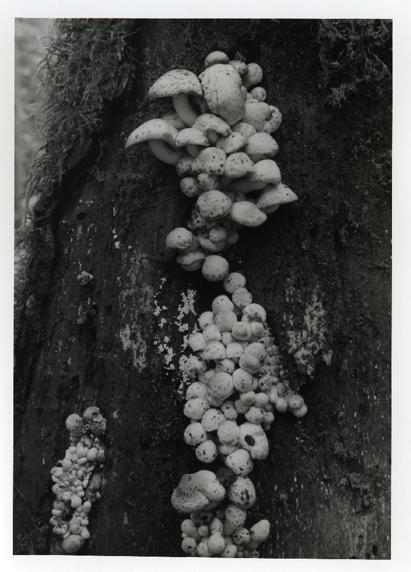 Psathyrella alboalutacea image