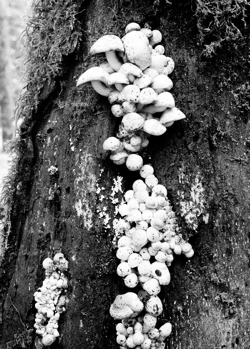Psathyrella alboalutacea image