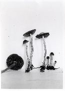 Psathyrella bipellis image