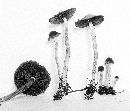 Psathyrella bipellis image