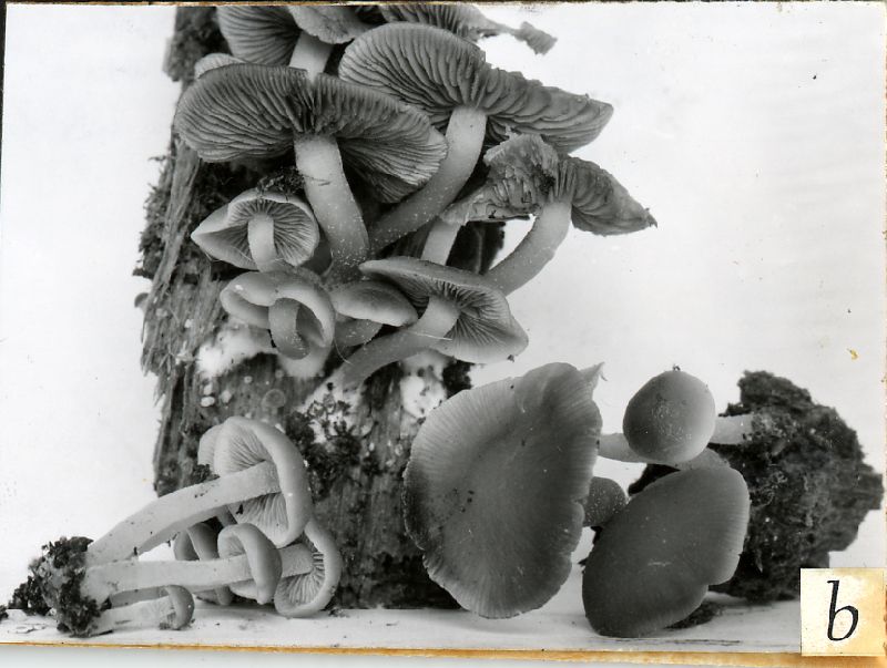 Psathyrella naucoria image