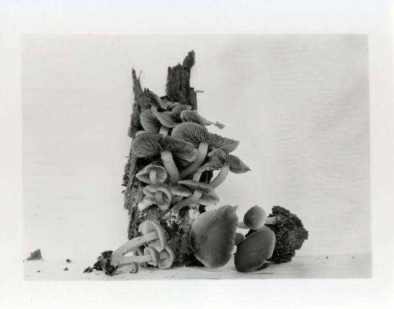 Psathyrella naucoria image