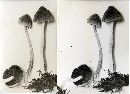 Coprinopsis canoceps image