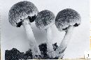 Psathyrella pennata image