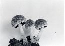 Psathyrella pennata image