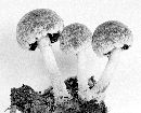 Psathyrella pennata image