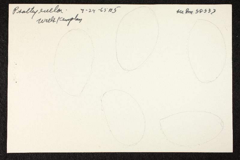 Psathyrella circellatipes image