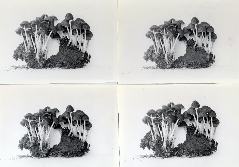 Psathyrella circellatipes image