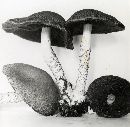 Psathyrella echiniceps image