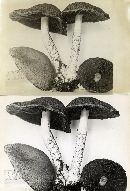 Psathyrella echiniceps image