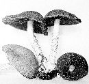 Psathyrella echiniceps image