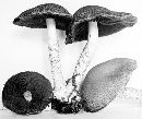 Psathyrella echiniceps image