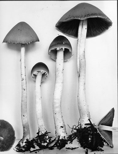 Psathyrella elwhaensis image