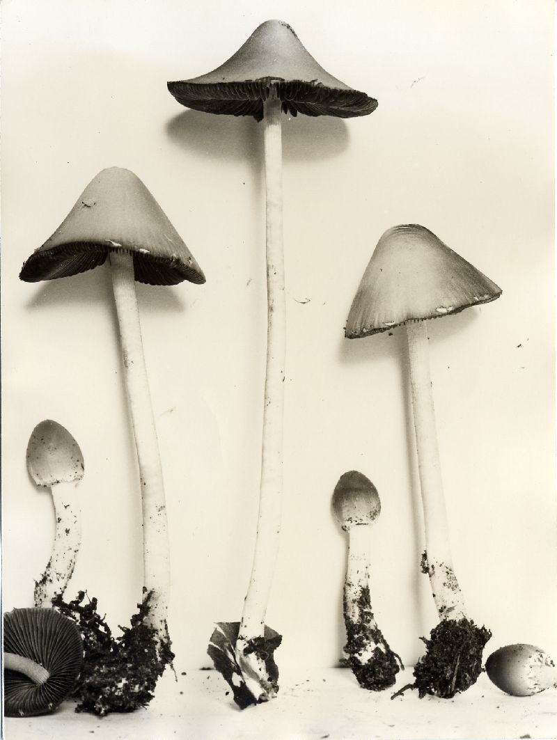 Psathyrella elwhaensis image