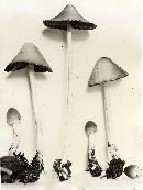 Psathyrella elwhaensis image