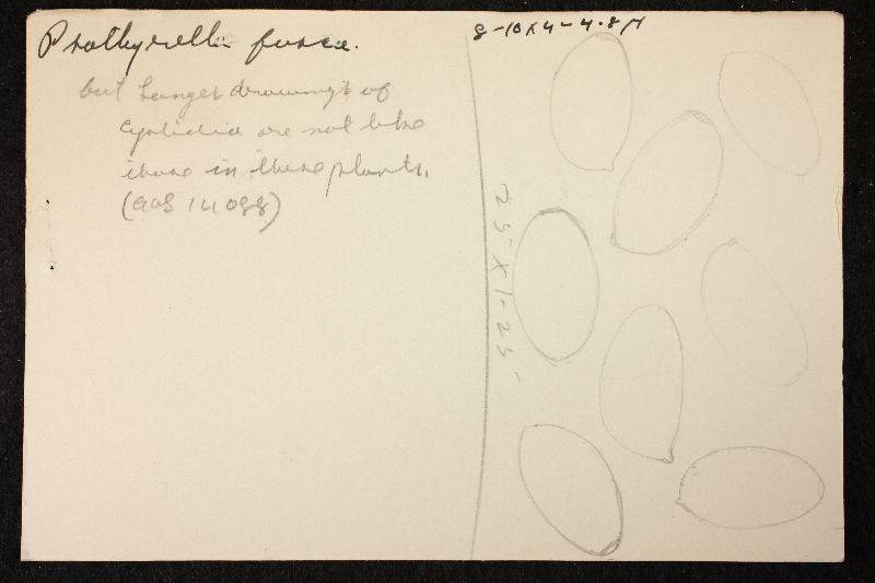 Psathyrella fusca image