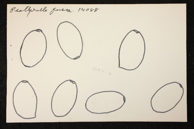 Psathyrella fusca image