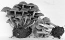 Psathyrella fuscofolia image