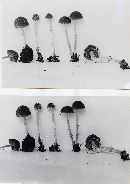 Psathyrella hirta image