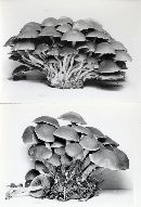 Psathyrella piluliformis image