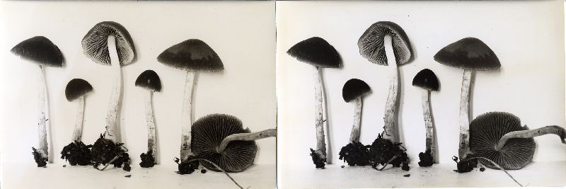 Psathyrella iterata image