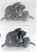 Psathyrella maculata image