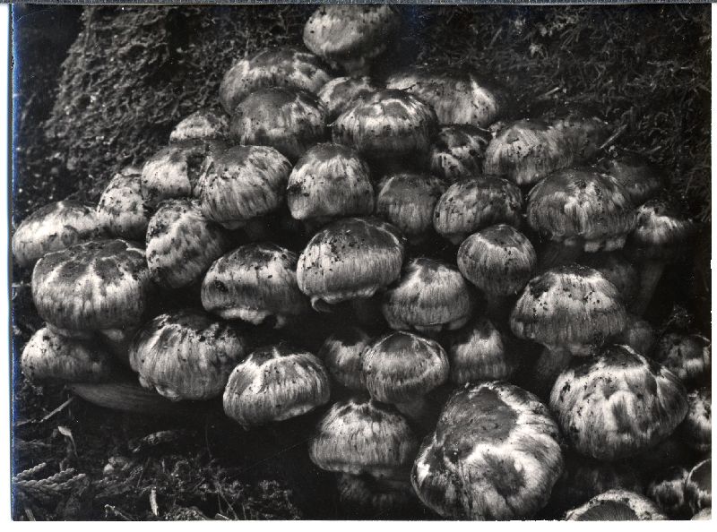 Psathyrella maculata image