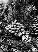 Psathyrella maculata image