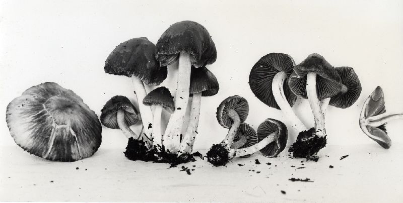 Psathyrella olympiana image