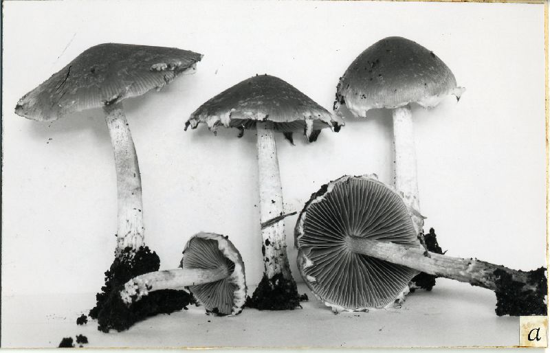 Psathyrella paradoxa image