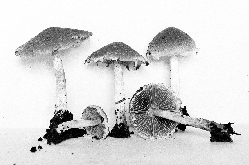 Psathyrella paradoxa image