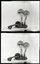 Psathyrella rigidipes image