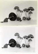 Psathyrella rigidipes image