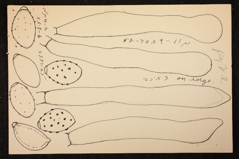 Psathyrella subcinnamomea image