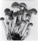 Psathyrella sublateritia image