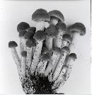 Psathyrella sublateritia image